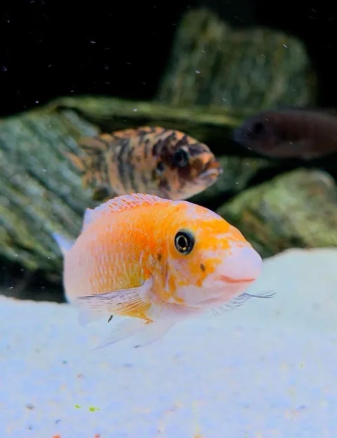 Labeotropheus trewavasae 'Chilumba'